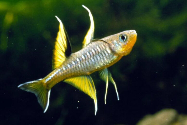 Best Australian Native Fish for Small Ponds