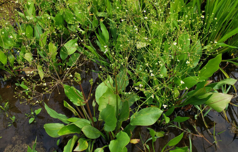The Role of Beneficial Aquatic Plants for Fish Ponds in Australia