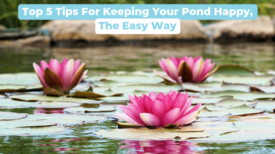 Top 5 Tips For Keeping Your Pond Happy, The Easy Way
