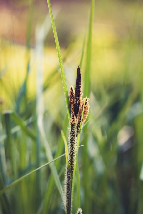 The Best Pond Plants For Australian Ponds Love My Pond