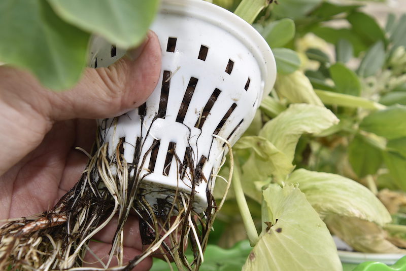 GrowEasy-Aquaponics-containers-1.jpg