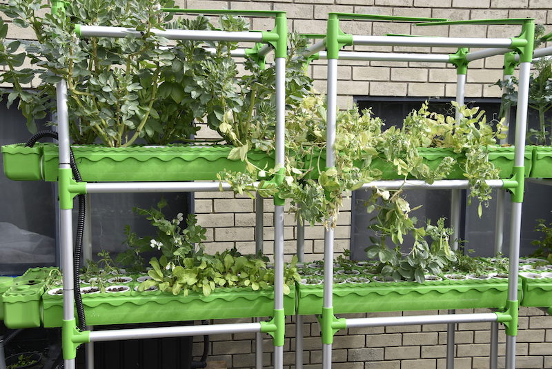 GrowEasy-Aquaponics-front-1.jpg