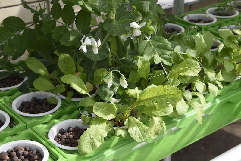 GrowEasy-Aquaponics-plants-1.jpg