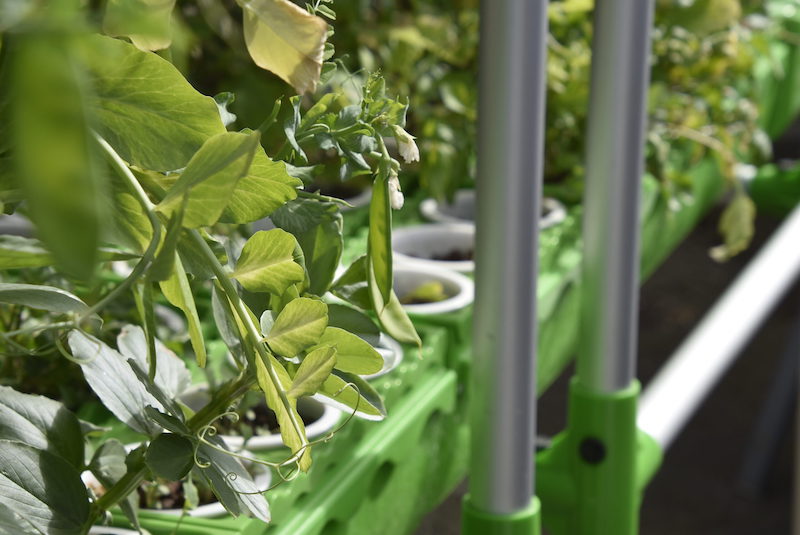GrowEasy-Aquaponics-shelf-1.jpg