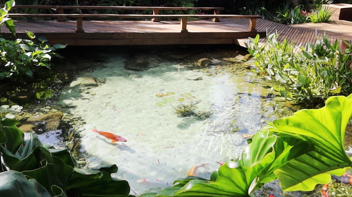 Small swimming recreational pond natural swimming crystal clear Small swimming recreational pond natural swimming crystal clear