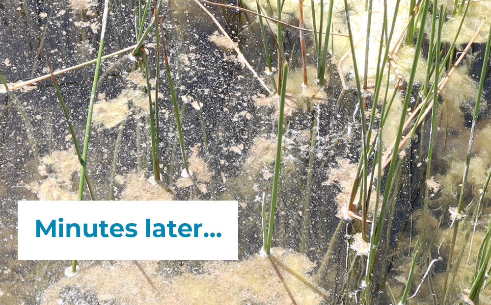 algae-lift-4-minutes-later_1.png