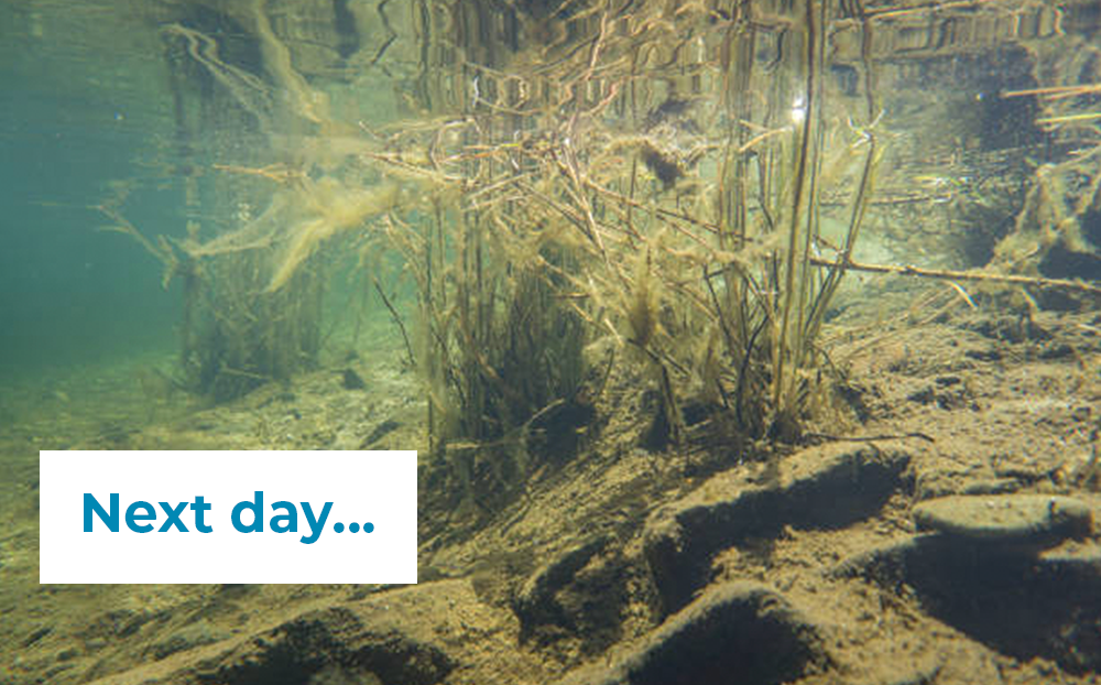 algae-lift-5-next-day_1.png