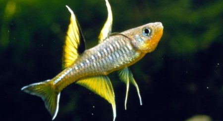 Pacific Blue-Eye 