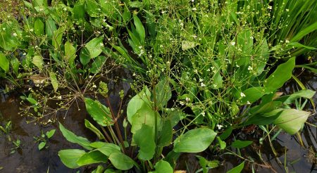 Water-Plantain-2048x1310