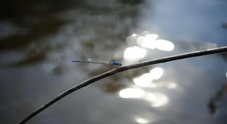 dragon fly
