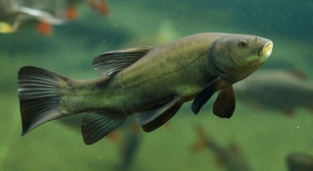 fish in pond
