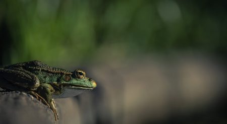 frog