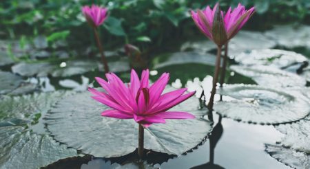 pond plants guide